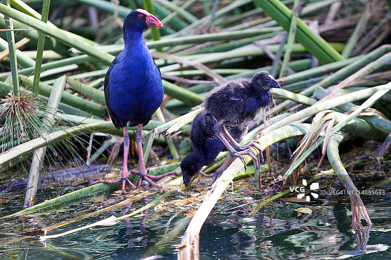 Pukeko鸟一家图片素材
