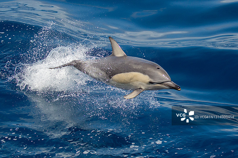 新西兰的普通海豚图片素材