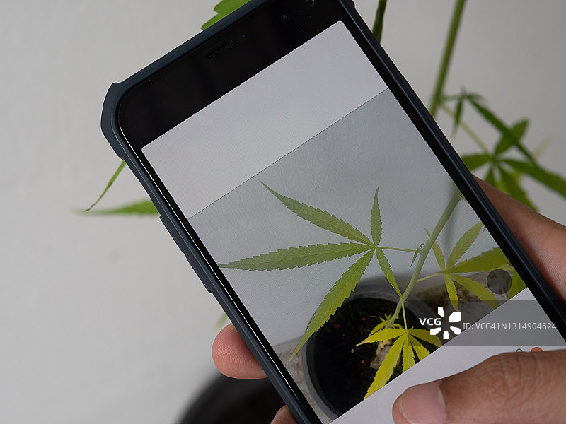 农场工人用智能手机拍摄干燥的大麻植物图片素材