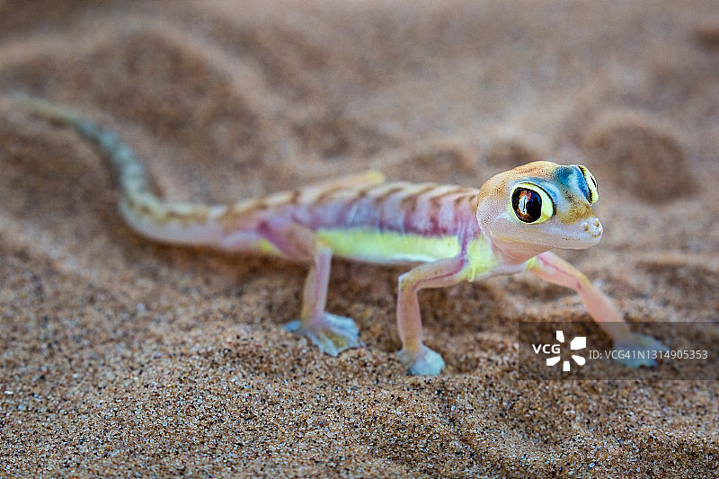 纳米布蹼足壁虎图片素材