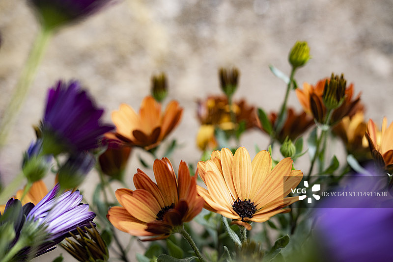 非洲万寿菊图片素材