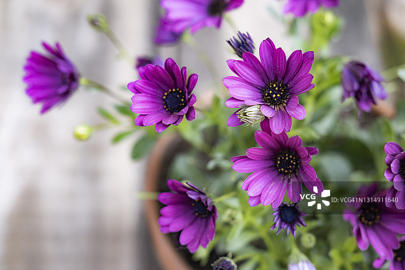 非洲万寿菊图片素材