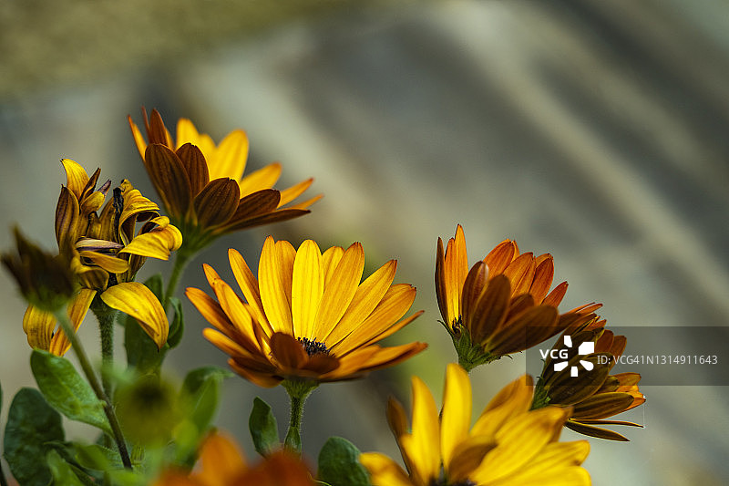 非洲万寿菊图片素材