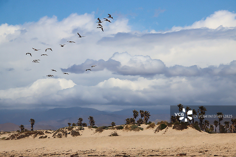 鹈鹕、云彩和棕榈树图片素材