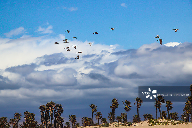 鹈鹕、云彩和棕榈树图片素材