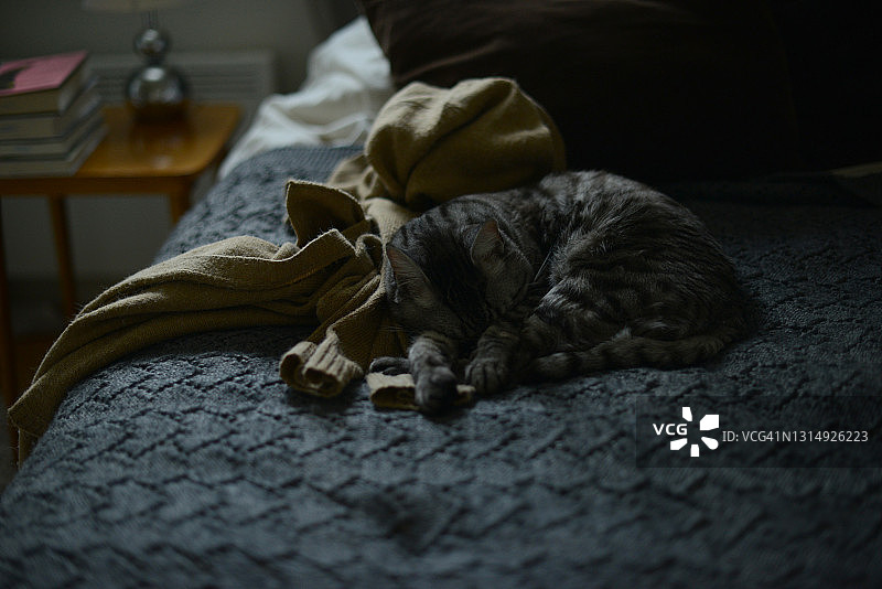 在床上睡觉的猫图片素材