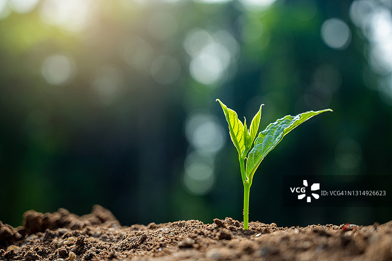 在晨光下种植幼苗图片素材