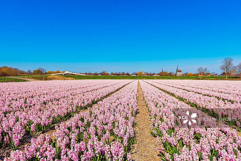 荷兰阿尔克马尔的粉色花田图片素材