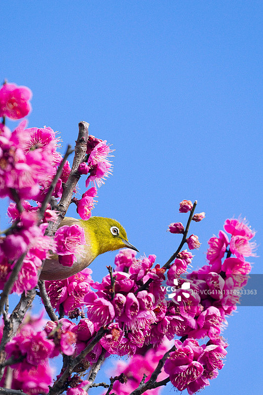 日本白眼鸟栖息在日本梅树上图片素材