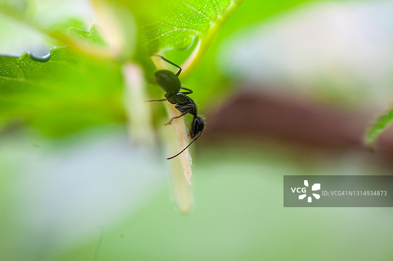 普通蚂蚁图片素材