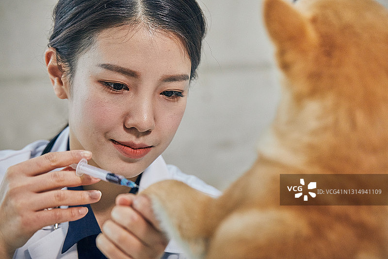 兽医为狗抽血图片素材