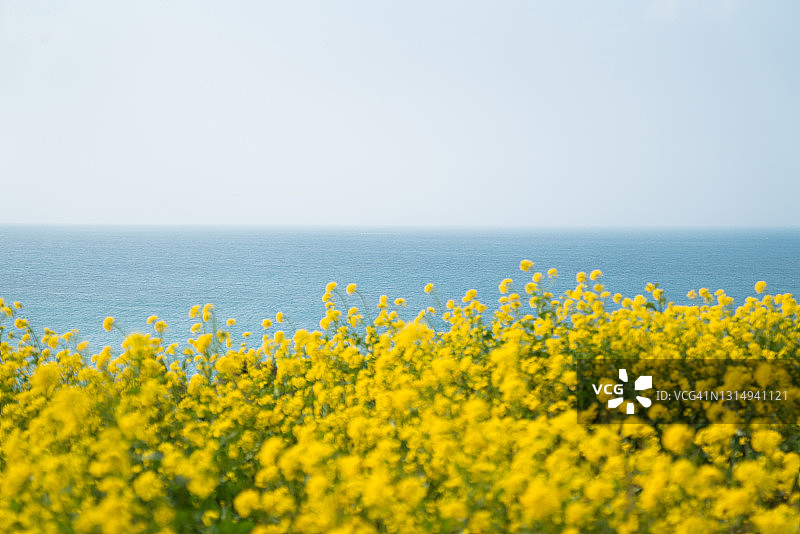 中国韩国济州岛的油菜花海图片素材
