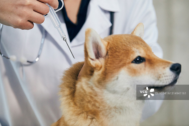 兽医给狗打针图片素材