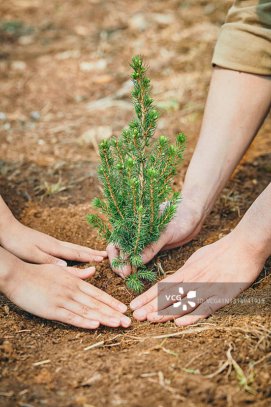 双手种植幼苗图片素材