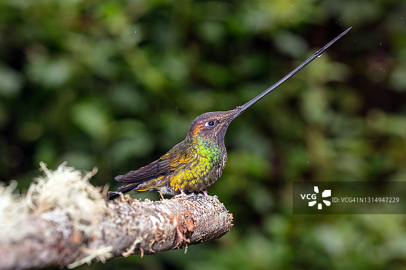 剑嘴蜂鸟图片素材