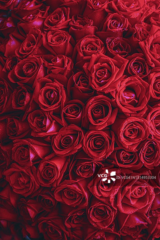 红色玫瑰花束特写图片素材