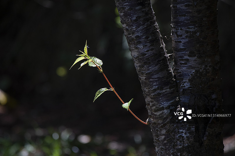 阳光下的树枝图片素材