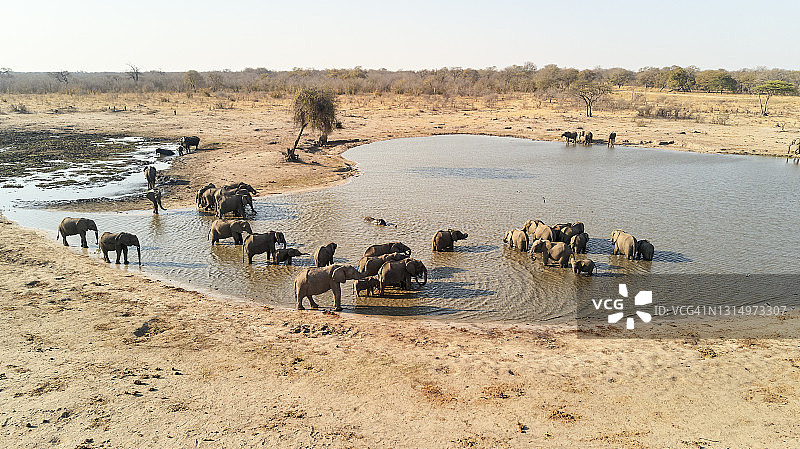 非洲象群在津巴布韦的水坑中饮水图片素材