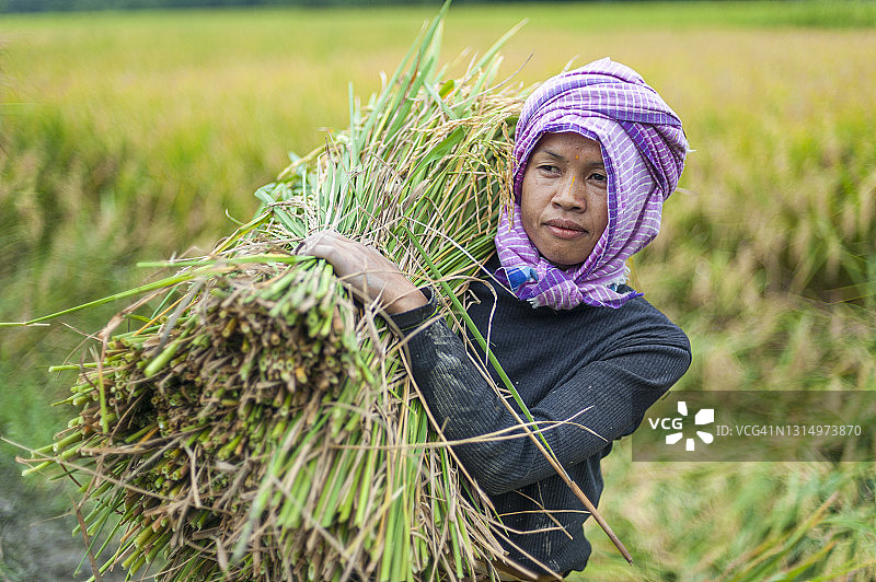 稻米收割图片素材