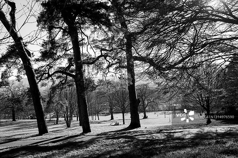 开放式林地公园图片素材