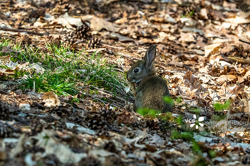 在荷兰Hoenderloo森林阴影中躲藏的幼兔图片素材