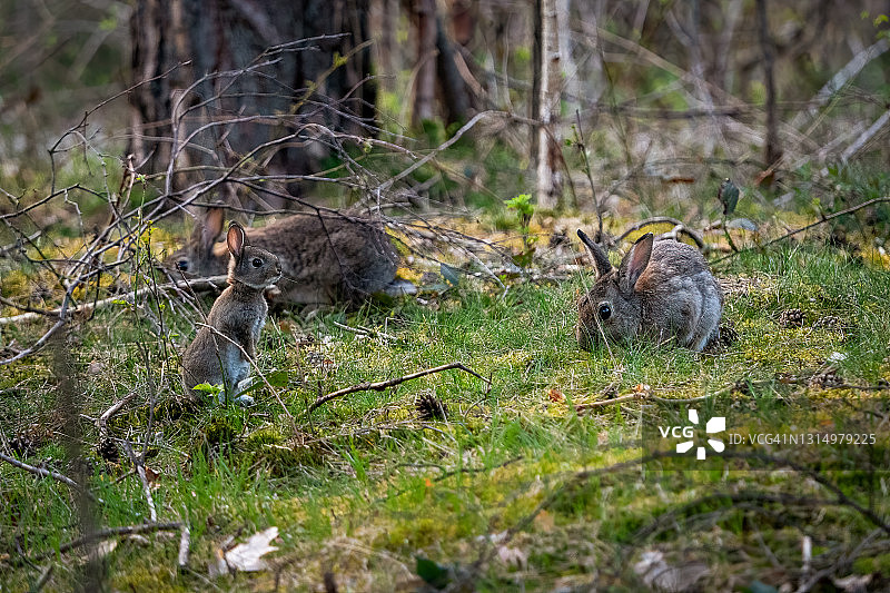 荷兰 Veluwe 森林中的一个兔子家庭图片素材