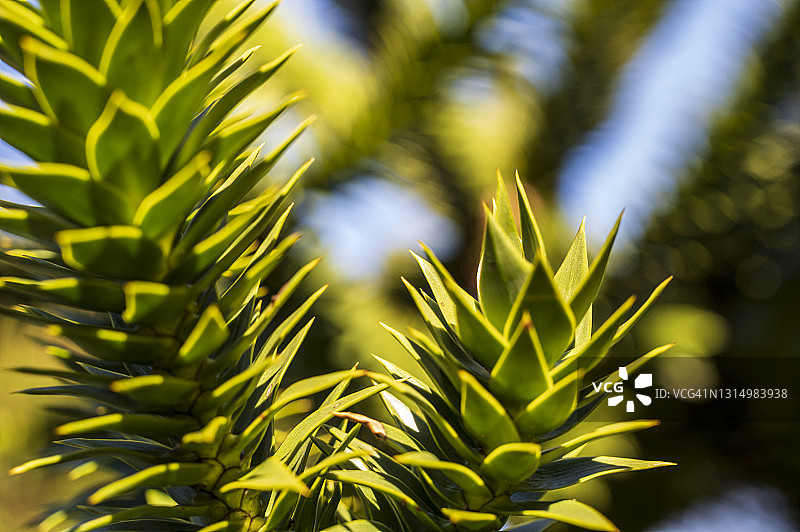 智利南洋杉树叶图片素材