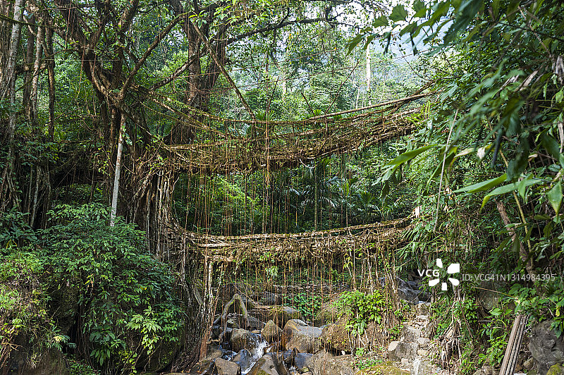 印度活根桥图片素材