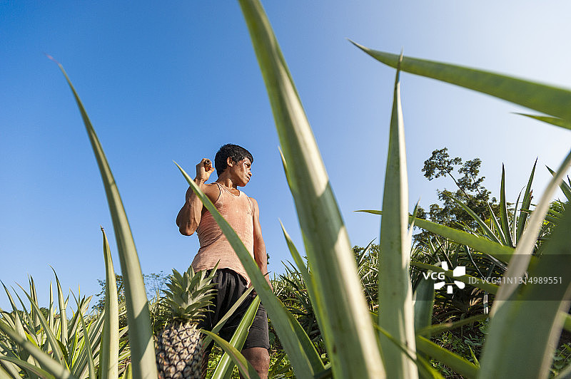 菠萝植株图片素材