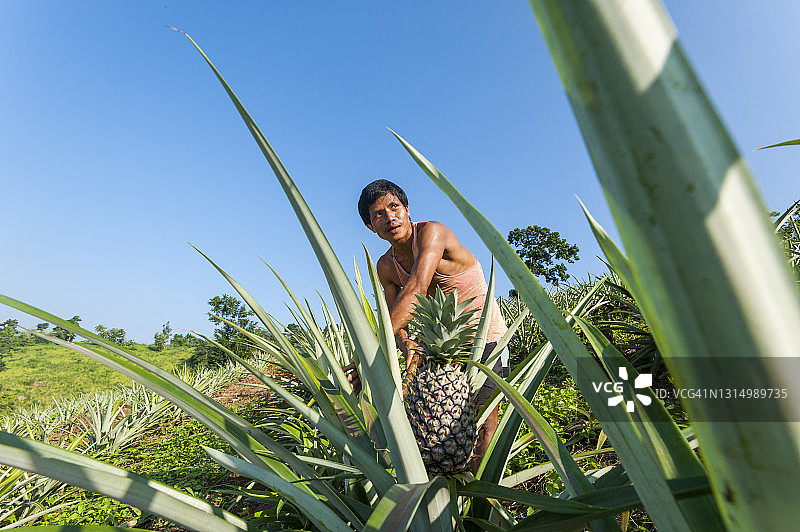 菠萝植株图片素材