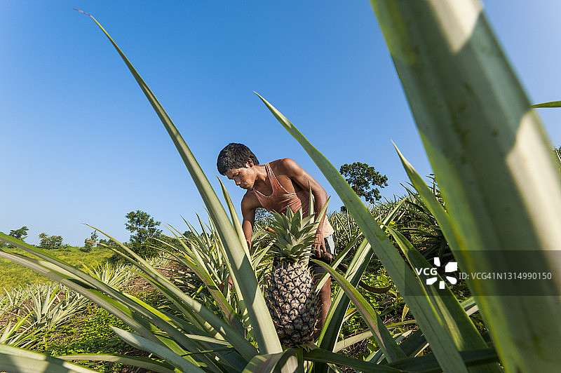 菠萝植株图片素材