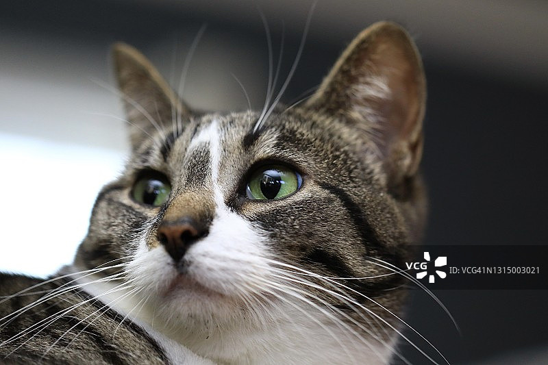 猫的肖像图片素材