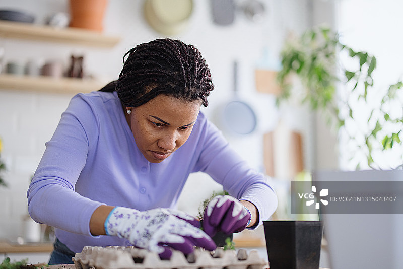 女人将种子放入装满堆肥的鸡蛋盒中图片素材