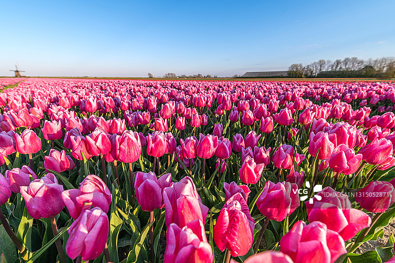 粉色郁金香花田图片素材