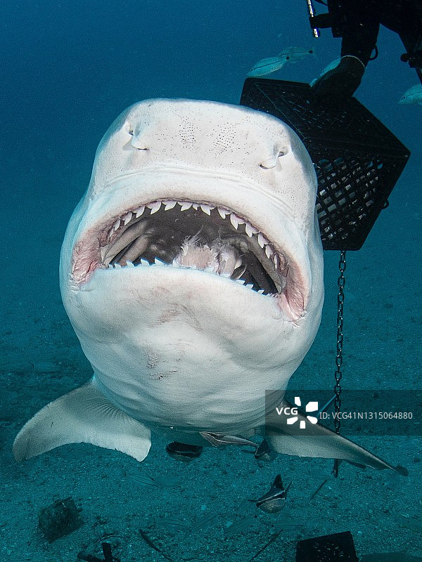 佛罗里达州朱庇特，虎鲨啃食诱饵时露出牙齿图片素材
