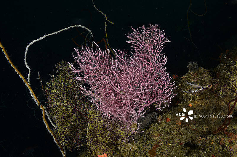 胭脂红海浪图片素材