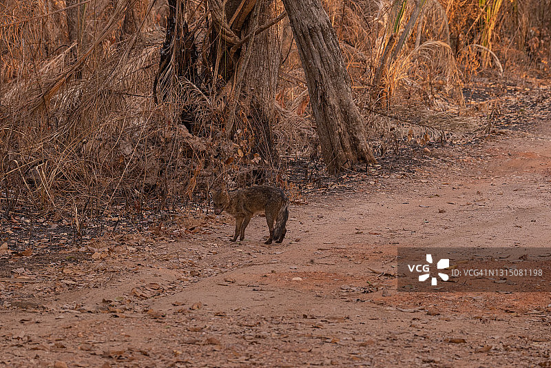 食蟹狐（Cerdocyon thous）逃离火灾。图片素材