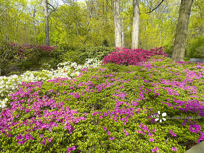 树林中的杜鹃花坛图片素材