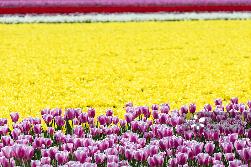荷兰彩色郁金香花田（北荷兰省利瑟市）图片素材