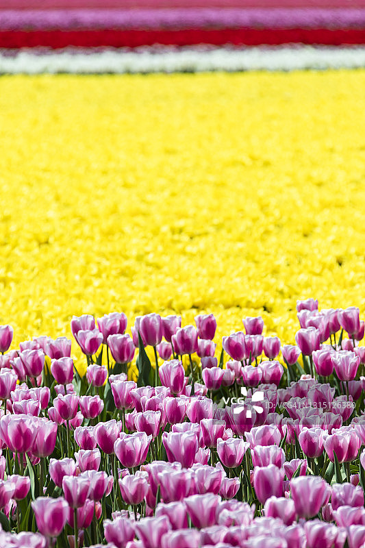 荷兰彩色郁金香花田（北荷兰省利瑟市）图片素材