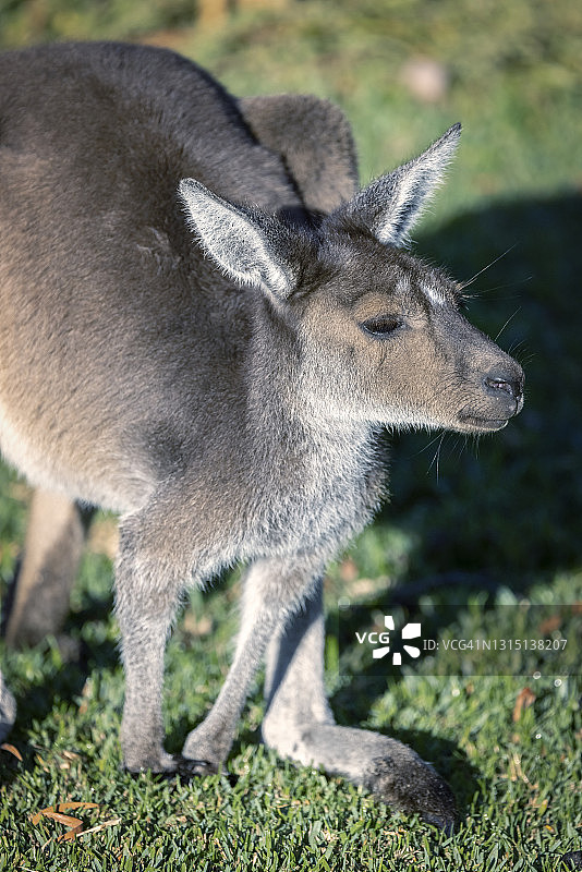 西部灰袋鼠图片素材