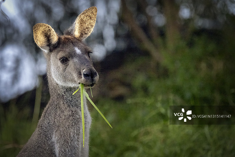 西部灰袋鼠吃草图片素材