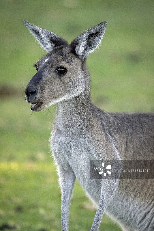 西部灰袋鼠图片素材