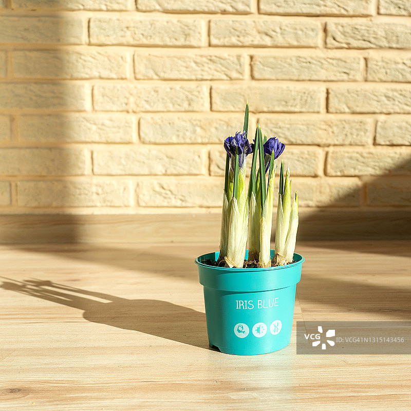 花盆里的鸢尾花图片素材