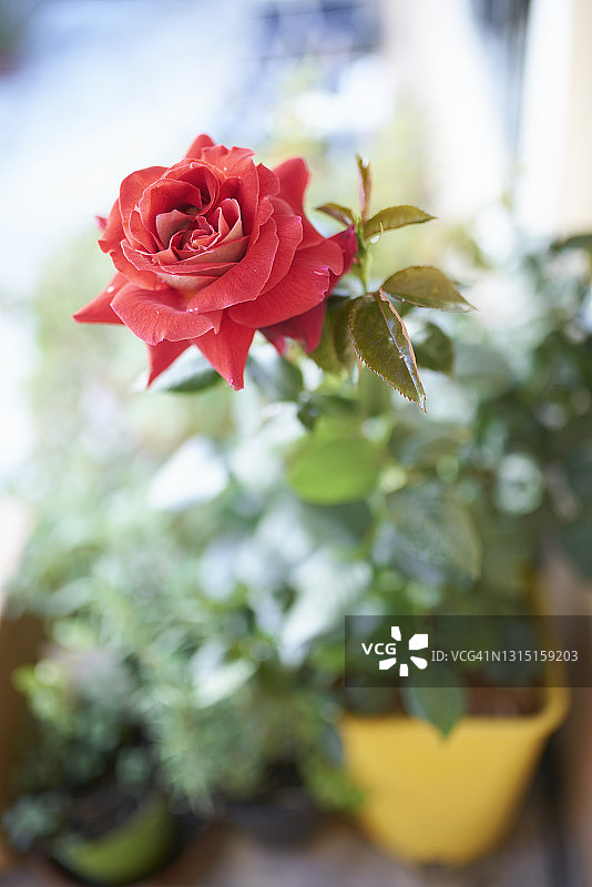 盆栽红玫瑰特写图片素材