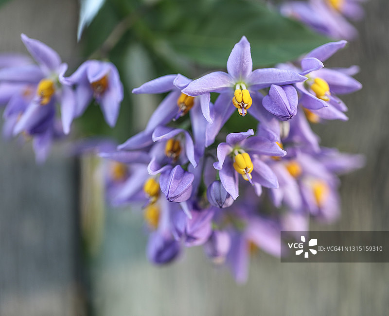 穿过栅栏生长的紫色花朵图片素材