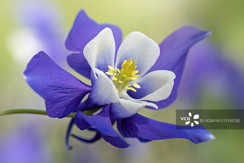 蓝色美丽春季耧斗菜花图片素材