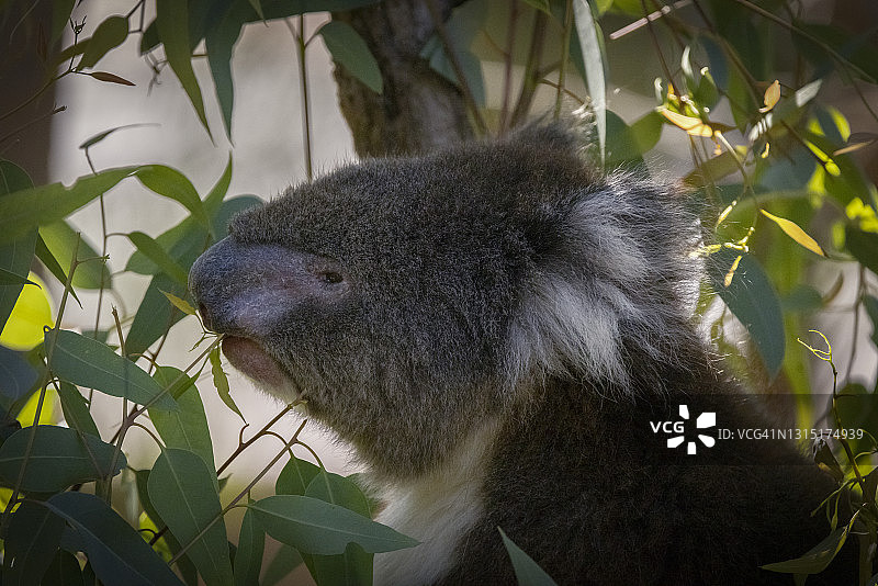 考拉正在吃桉树叶图片素材