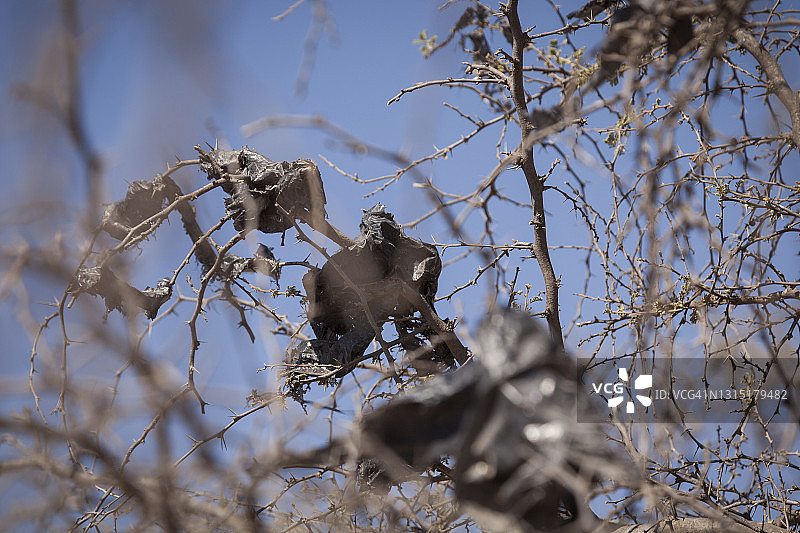 智利骆马身上的塑料图片素材