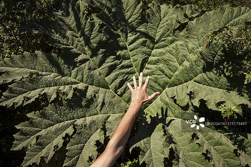 智利奇洛埃岛：小手与巨大的树叶图片素材